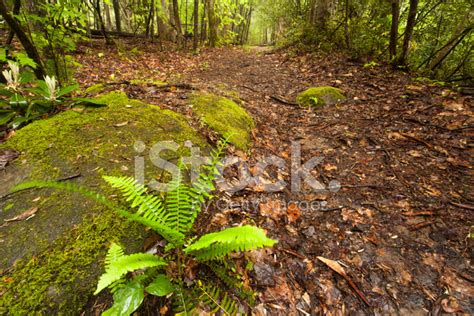 Trail Through The Woods Stock Photo | Royalty-Free | FreeImages