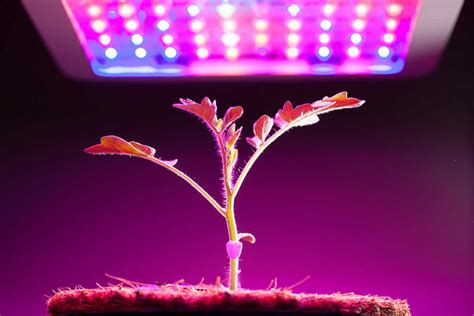 Grow Lights for Indoor Plants and Indoor Gardening: An Overview ...