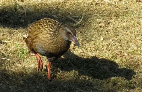 Bird & Travel Photos, Birding Sites, Bird Information: WEKA, BLUMINE ...