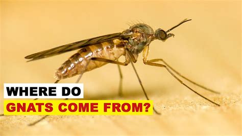 How Long Do Gnats Live Without Food? Update - Bmxracingthailand.com