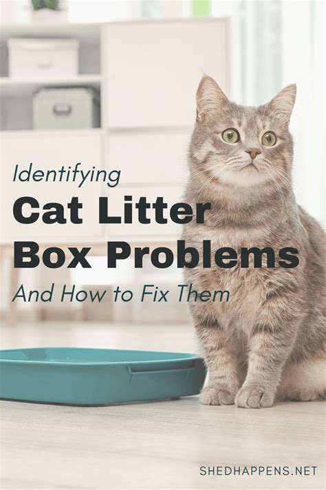 Identifying Cat Litter Box Problems and How to Solve Them - Shed Happens