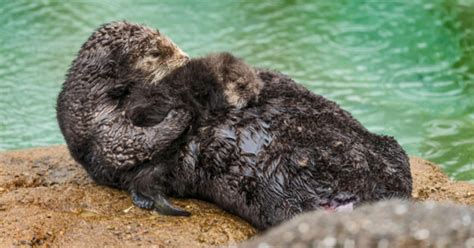 Onlookers Witness Wild Sea Otter Birth At Monterey Bay Aquarium Tide ...