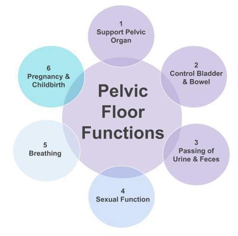 Pelvic Floor Symptoms Pregnancy | Review Home Co