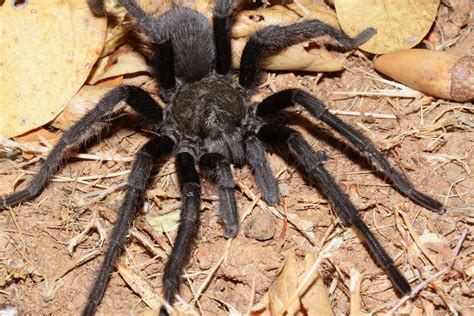 Cuyamaca Woods Mountain Journal: Tarantulas are Out and About