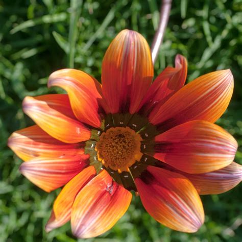 Gazania pectinata seeds - Buy online