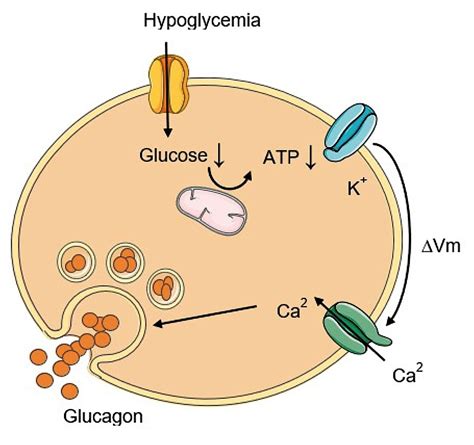 Glucagon receptor antagonist: a diabetes drug development - GT health