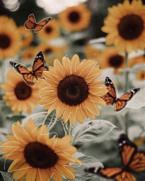 Sunflower - #sunflowerwallpaper | Yellow aesthetic pastel, Yellow aesthetic, Sunflower wallpaper