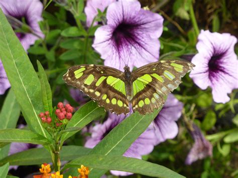 Winnipeg Zoo - Butterfly Conservatory | Zoo, Animals, Butterfly