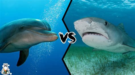 Dolphin VS Shark - What Happens When These Two Sea Animals Meet? - YouTube