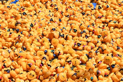 Rubber duckies | Rubber ducks awaiting the big drop into the… | Flickr