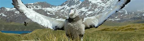 Antarctic Birds - Travellers Guide For Unique Birds In Antarctica