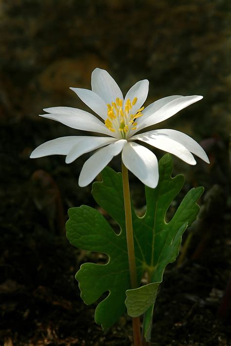 Sanguinaria canadensis (Bloodroot, Red Puccoon) | North Carolina Extension Gardener Plant Toolbox