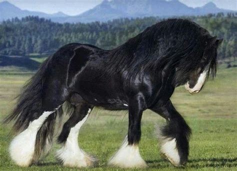 Shire Horse Breed: 10 Important Facts For Choosing The Gentle Giant ...