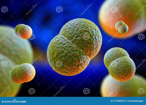 Meningitis Bacteria Infection 3D Illustration Stock Illustration ...