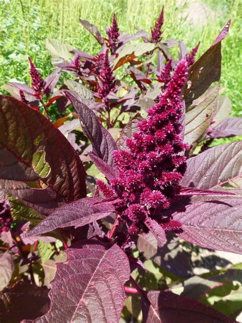 The top 5 companion plants for amaranth - Couch to Homestead