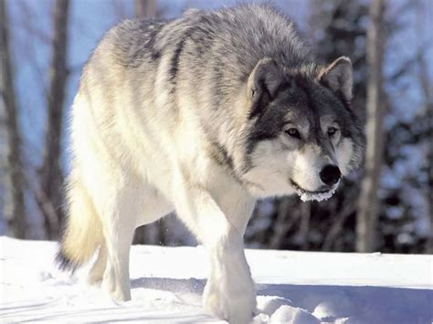 Arctic Wolf - Pets