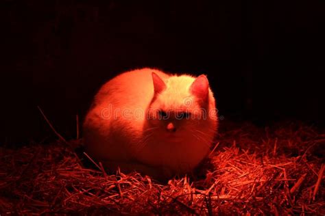 Close-up of White Barn Cat Warming Himself Up in the Barn Stock Image - Image of space, isolated ...
