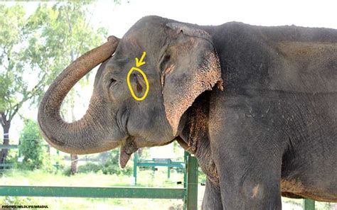 Everything You Need To Know About 'Musth'! - Wildlife SOS