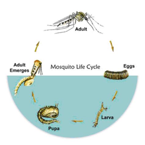 Mosquitoes 101 including the life cycle of the Mosquito | HubPages