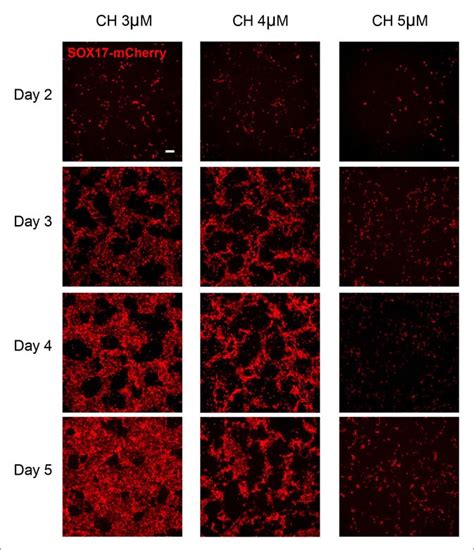 Researchers use stem cells to make insulin-producing pancreatic beta ...