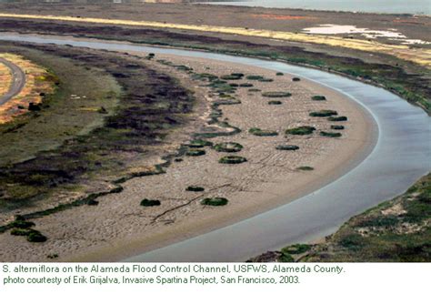 Smooth cordgrass identification and control: Spartina alterniflora - King County