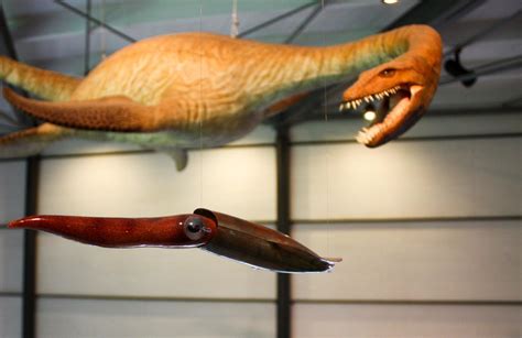Plesiosaurus jagt Belemnit | Urwelt-Museum Hauff in Holzmade… | Flickr
