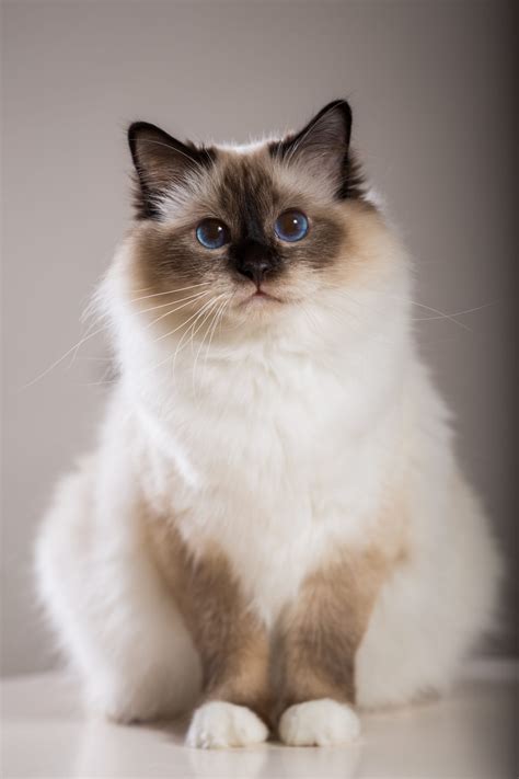 Sacred,Birman,Cat,,Birma - Zoolyx