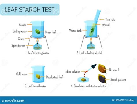 Test Dell'amido Di Mucca Prova Della Scuola Prove Scientifiche Della ...