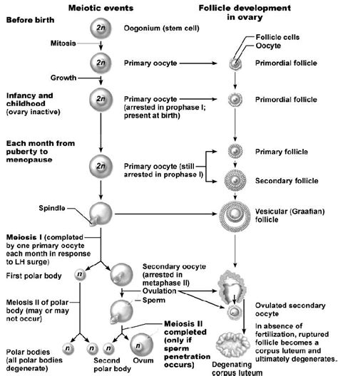 3 Schematic Representation of Oogenesis and Follicle Development in Ovary | Download Scientific ...