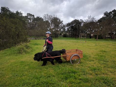 Drafting/Carting Training | Newfoundland Club of Victoria Inc. Australia