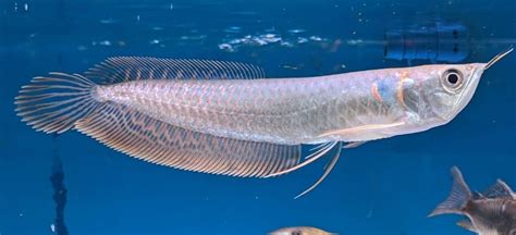 Arowana Silver