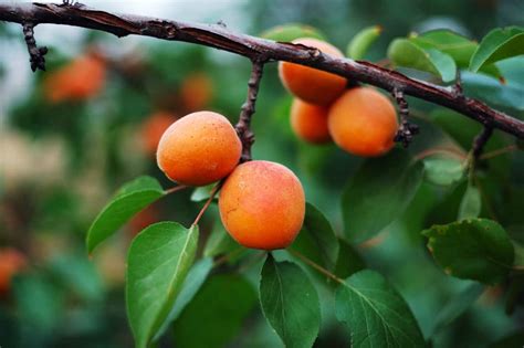 The Goldcot Apricot Tree - Minneopa Orchards