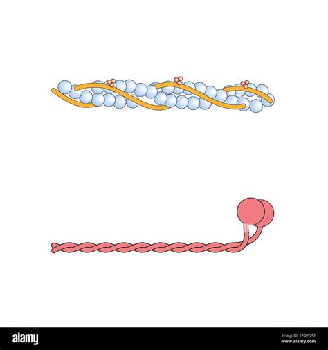 Actin and myosin filaments structure, illustration Stock Photo - Alamy