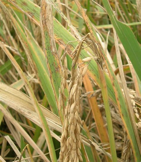 Rice blast disease: hopes for control – PlantVillage – Medium