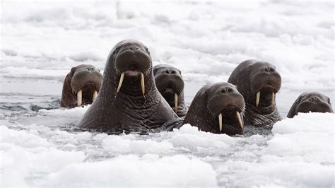 35,000 walruses have mobbed the Alaskan coast—because there’s no sea ice left to rest on — Quartz