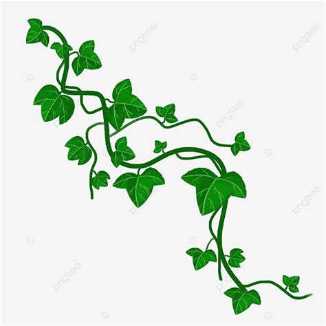 Ivy Vine Clipart PNG Images, Green Vine Ivy Clipart, Ivy Clipart, Ivy ...