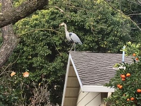 Weather Vane Impression: Pleasanton Photo Of The Week | Pleasanton, CA Patch