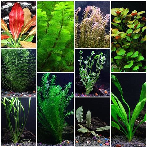 10 Species Aquarium Plant Bundle – Easy Freshwater Plants | Freshwater plants, Freshwater ...