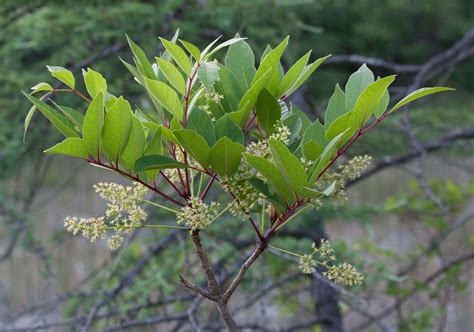 Poison sumac | Description & Poison | Britannica