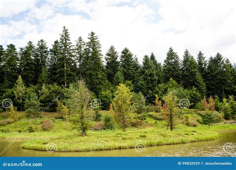 Fall`s Colors in the Forest Stock Image - Image of blue, atumns: 99832929