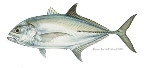 Bigeye Trevally Fishing Guide | How to Catch a Bigeye Trevally