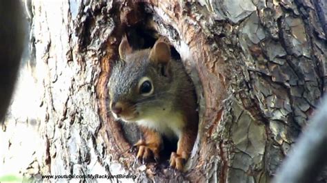 Cute Baby Red Squirrel in Nest - YouTube