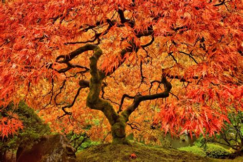 Japanese Maple Tree Care & Growing Tips | Horticulture.co.uk