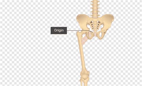 Pectineus muscle Sartorius muscle Gracilis muscle Anatomy, rectus femoris function, anatomy ...