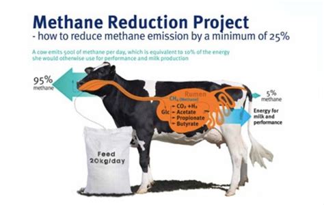 How Project Clean Cow is reducing cattle methane emissions by up to ...