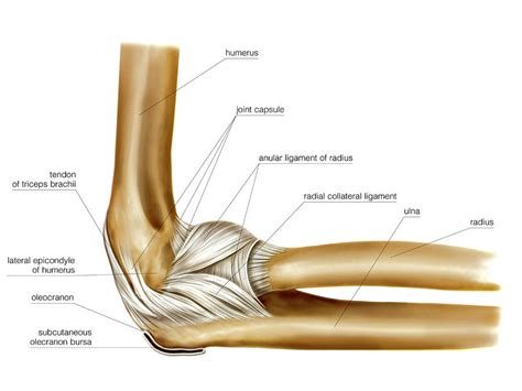 Anatomy Of The Elbow Joint