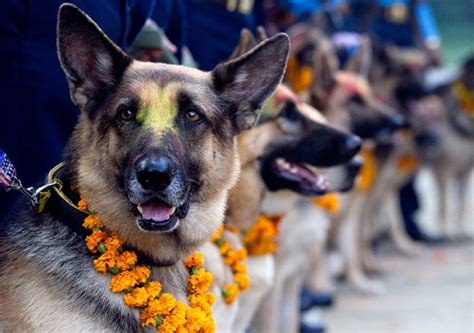 Kukur (Dog) Tihar- Second day of Tihar ~ Upakar Bhandari