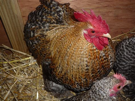 Pekin Bantam For Sale | Chickens | Breed Information | Omlet