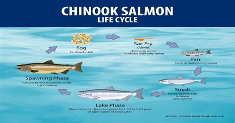 13-408 Chinook Salmon Life Cycle - Michigan Sea Grant - [PDF Document]