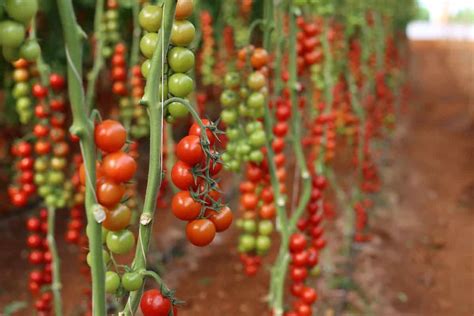 How to Start Tomato Farming in the USA: A Step-by-Step Production Guide ...